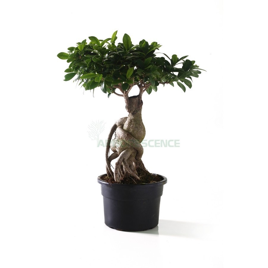 ficus-microcarpa-bonsai