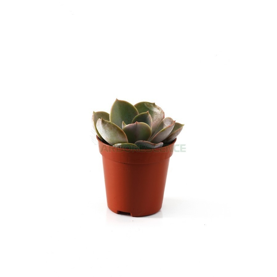 ECHEVERIA