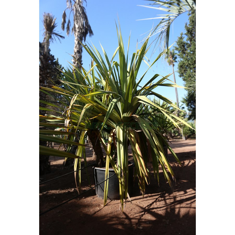 pandanus-veitchii-touffe