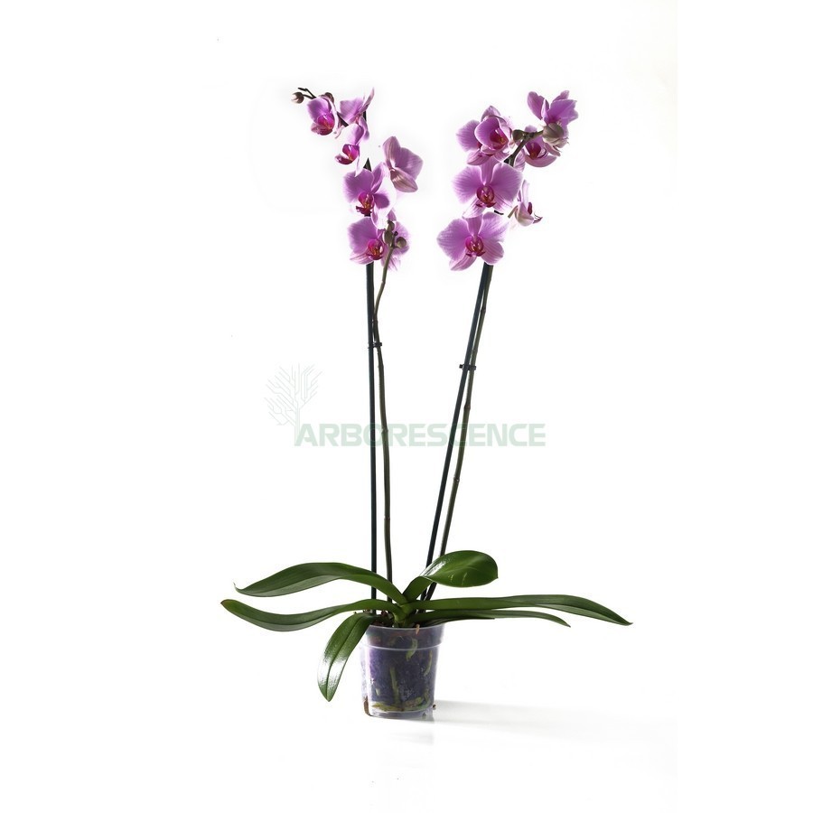 orchidee-phaleonopsis