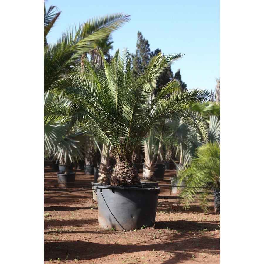 phoenix-canariensis-dattier-des-canaries-x3