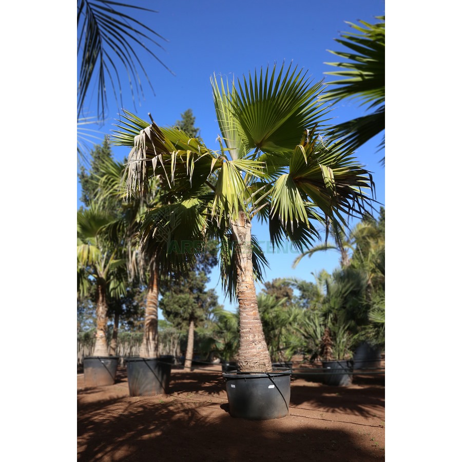 pritchardia-hillebrandii-palmier-de-hawaii-se