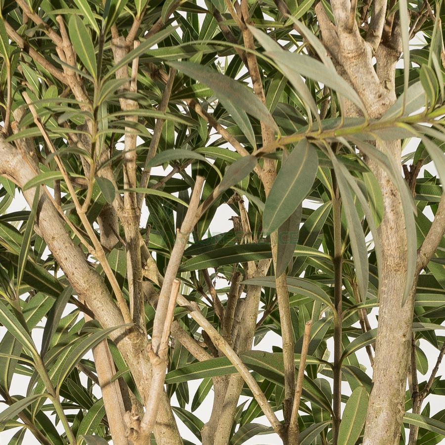 nerium-oleander-boule-sur-tige