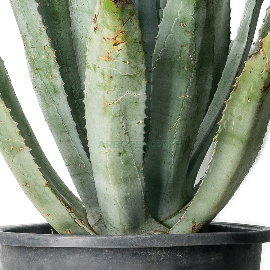 agave-franzosinii