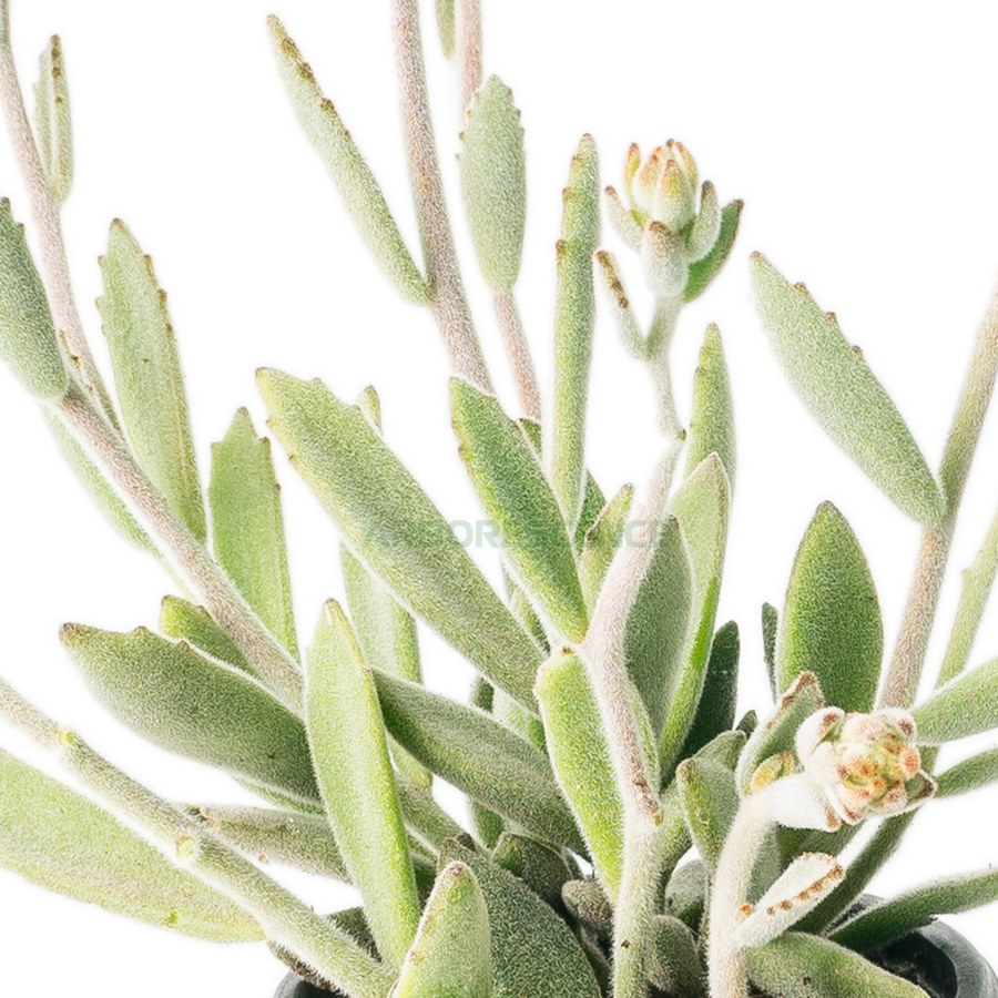 kalanchoe-tomentoza