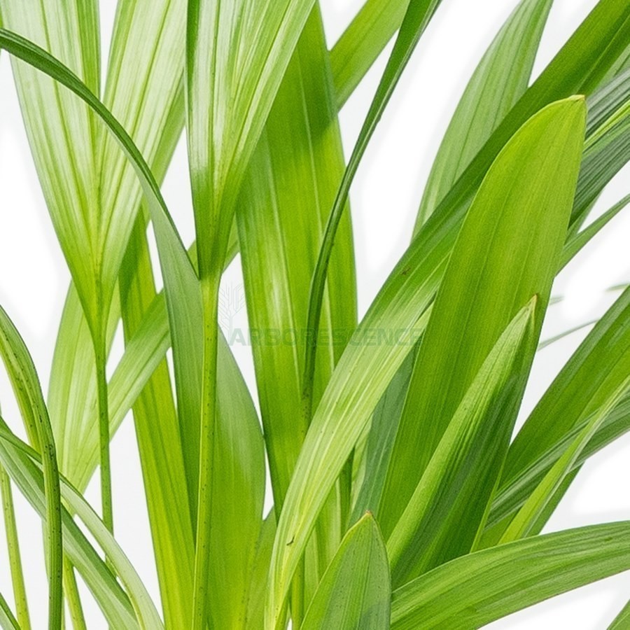 DYPSIS LUTESCENS (ARECA)