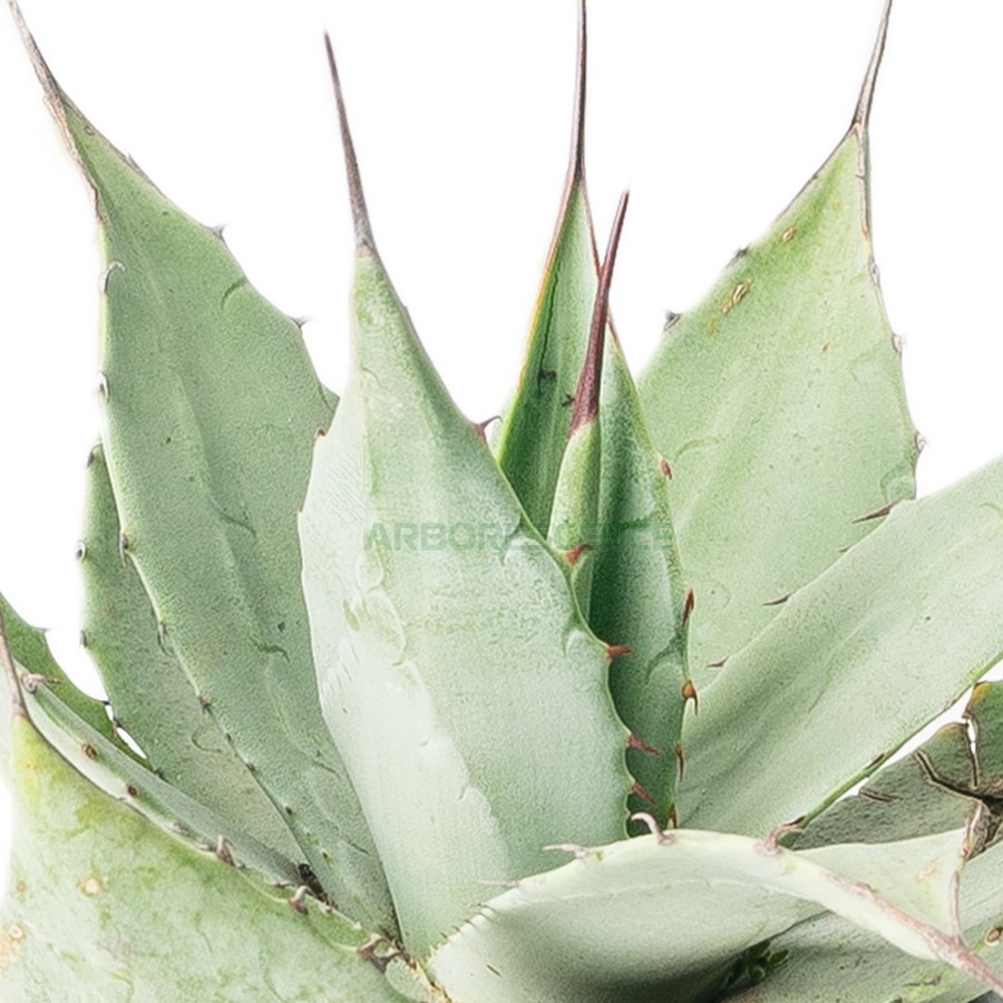 agave-parryi