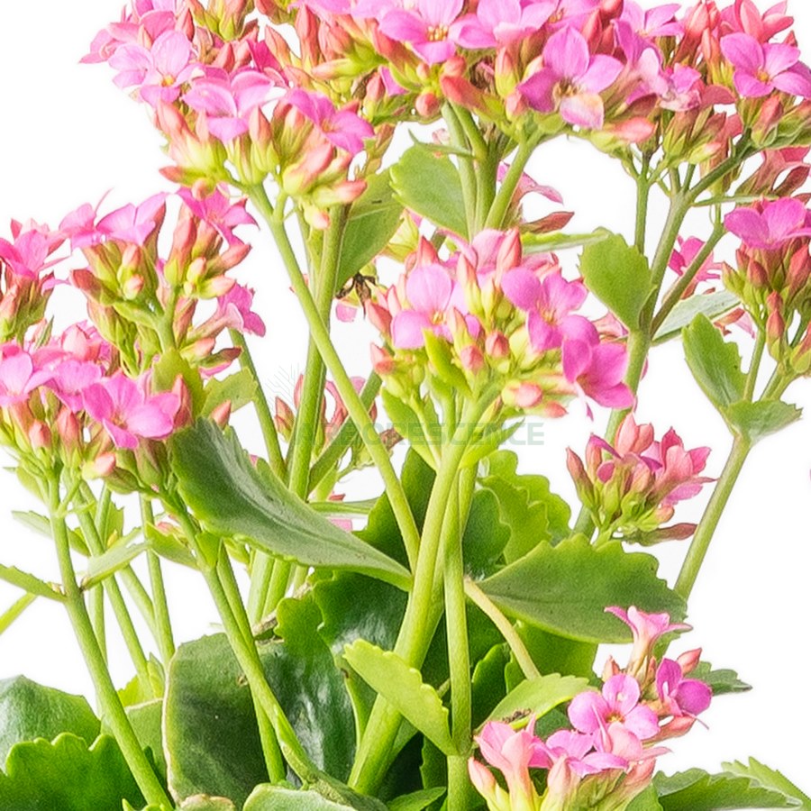 kalanchoe