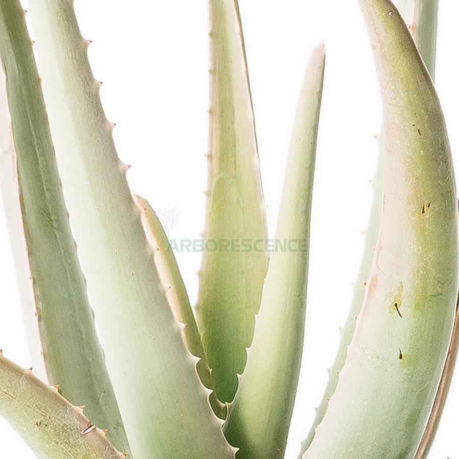 aloe-vera