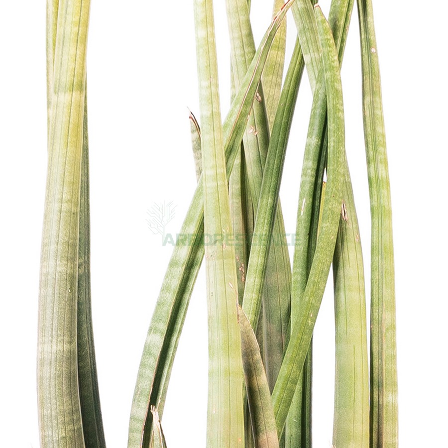 sansevieria-cylindrica