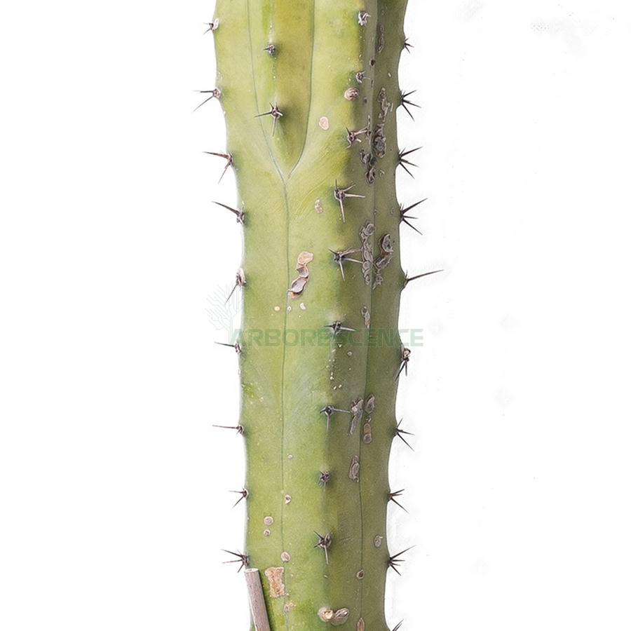 myrtillocactus