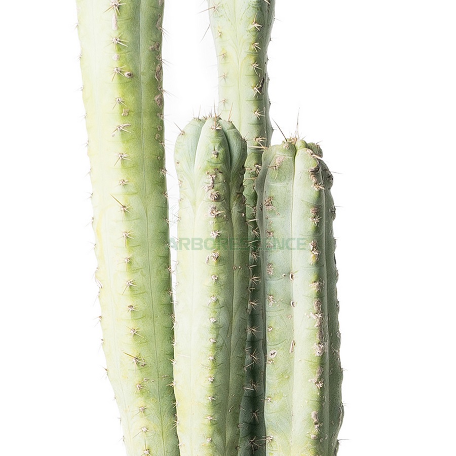 pachycereus-weberii