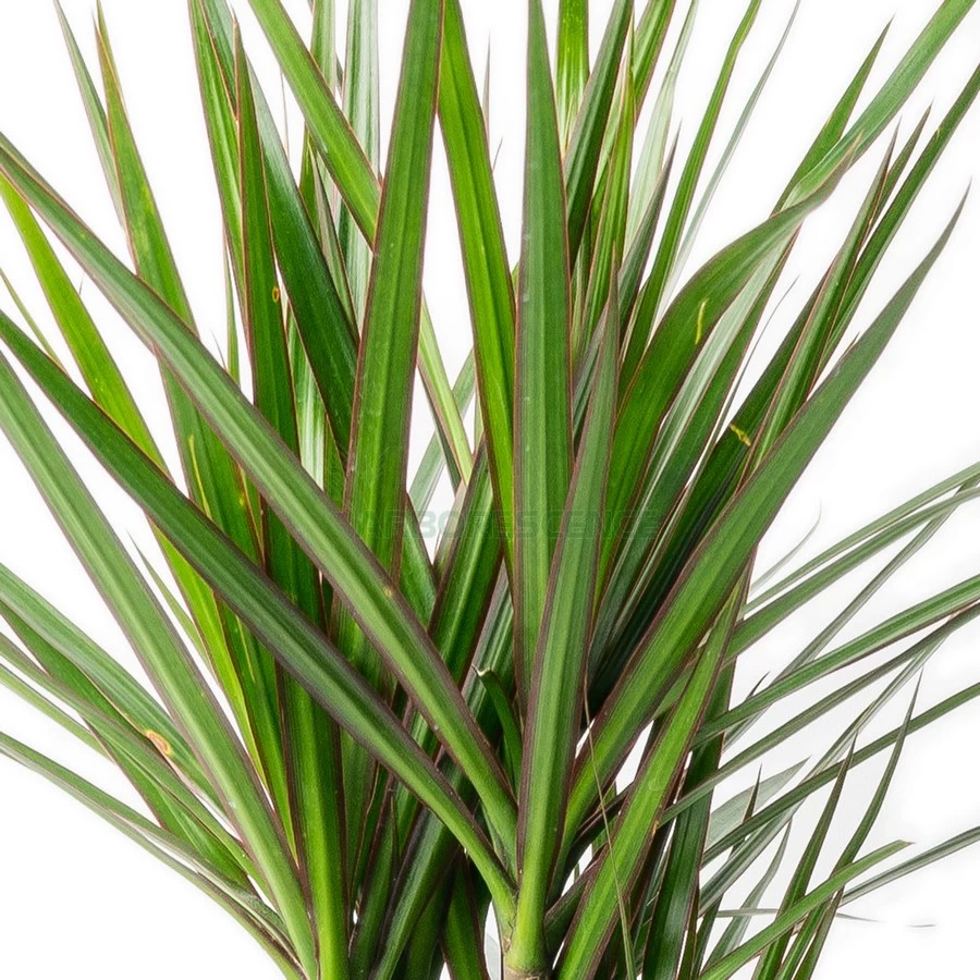 dracaena-marginata