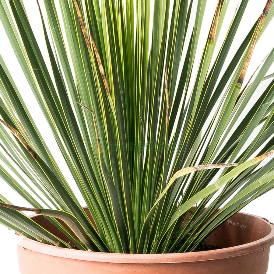 yucca-rostrata