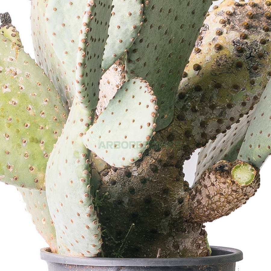 opuntia-leucotrichia