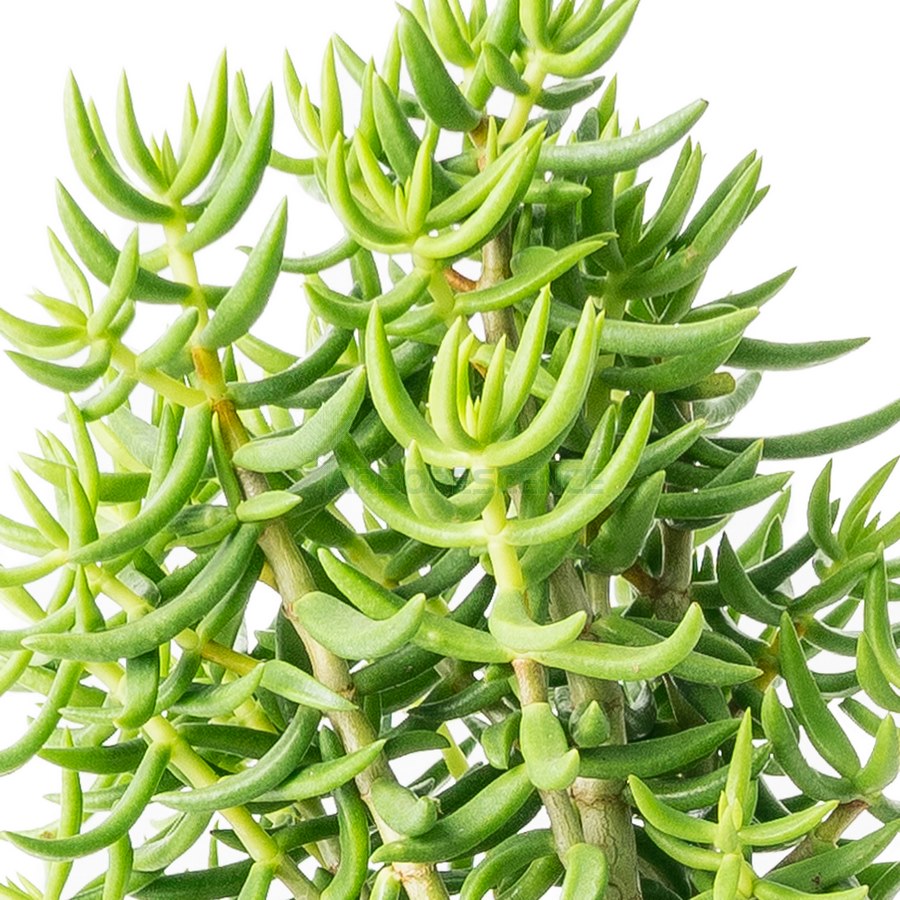 crassula-tetragona