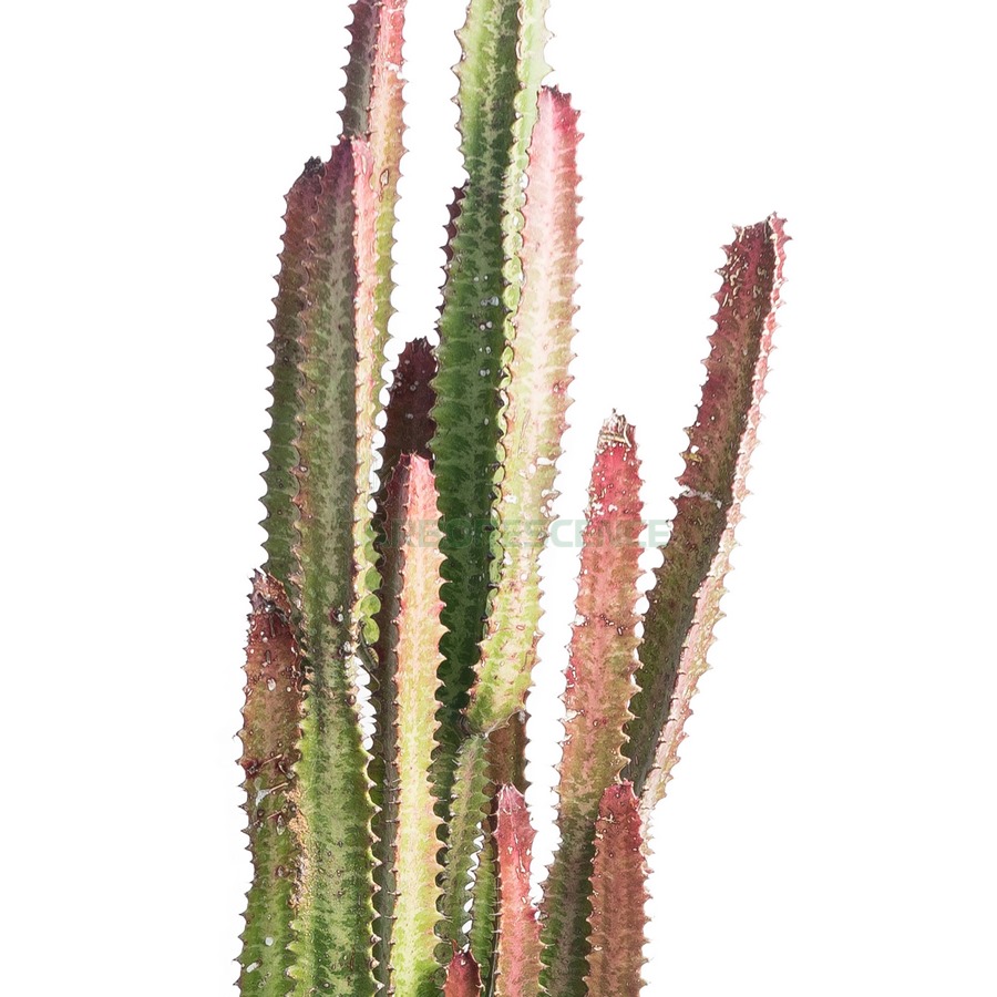 euphorbia-trigona-rubra