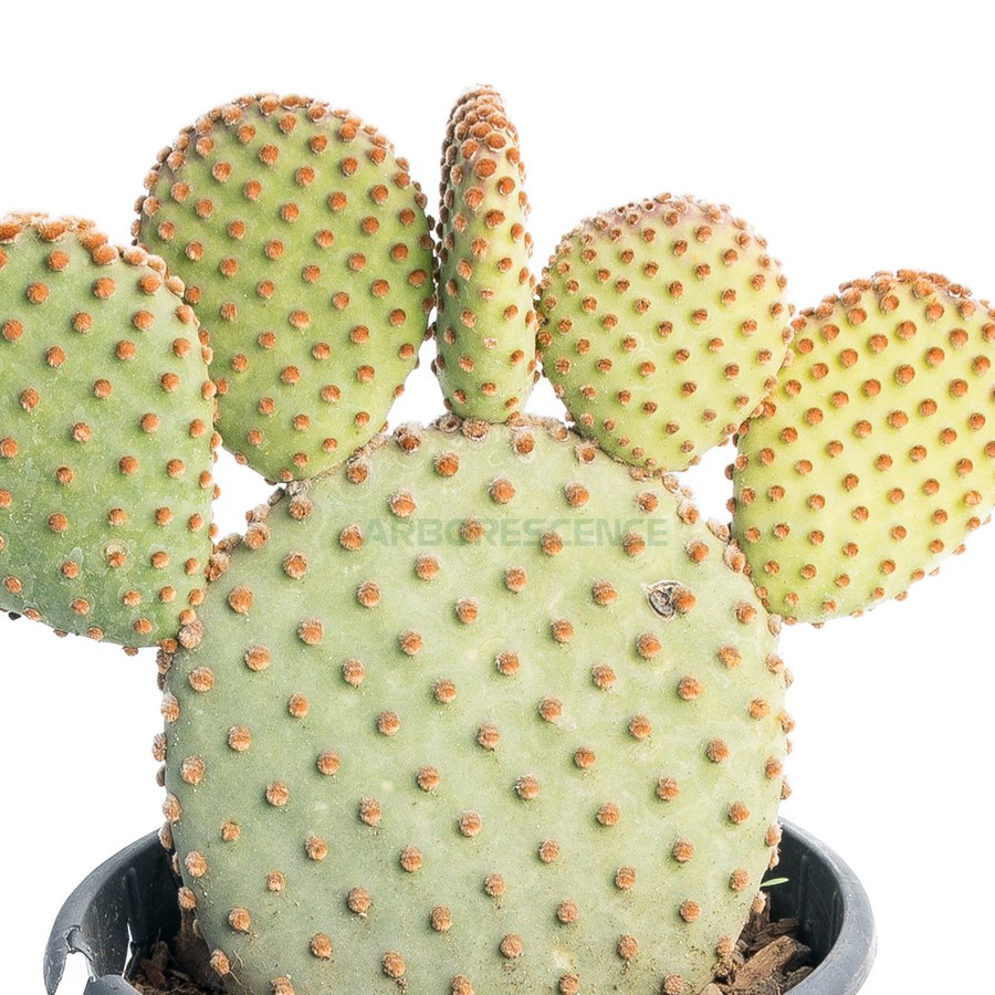 opuntia-microdasys-pallida