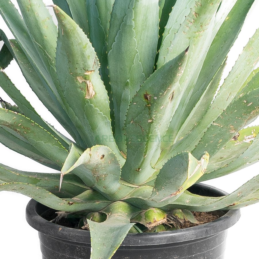 agave-desmettiana