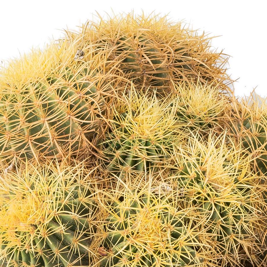 echinocactus-grusonii-touffe