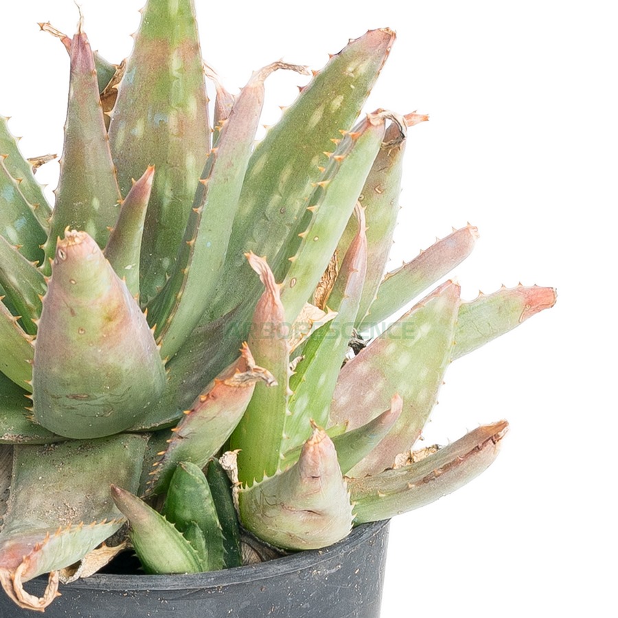 aloe-saponaria