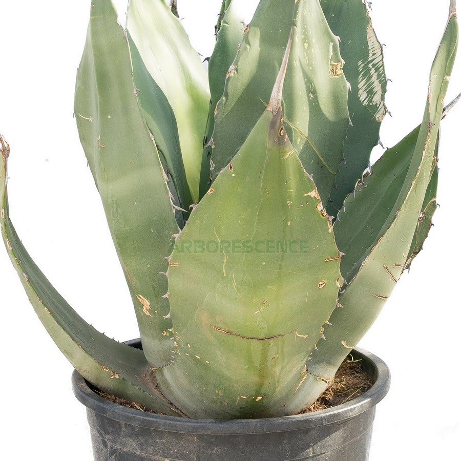 agave-salmiana-v-ferox