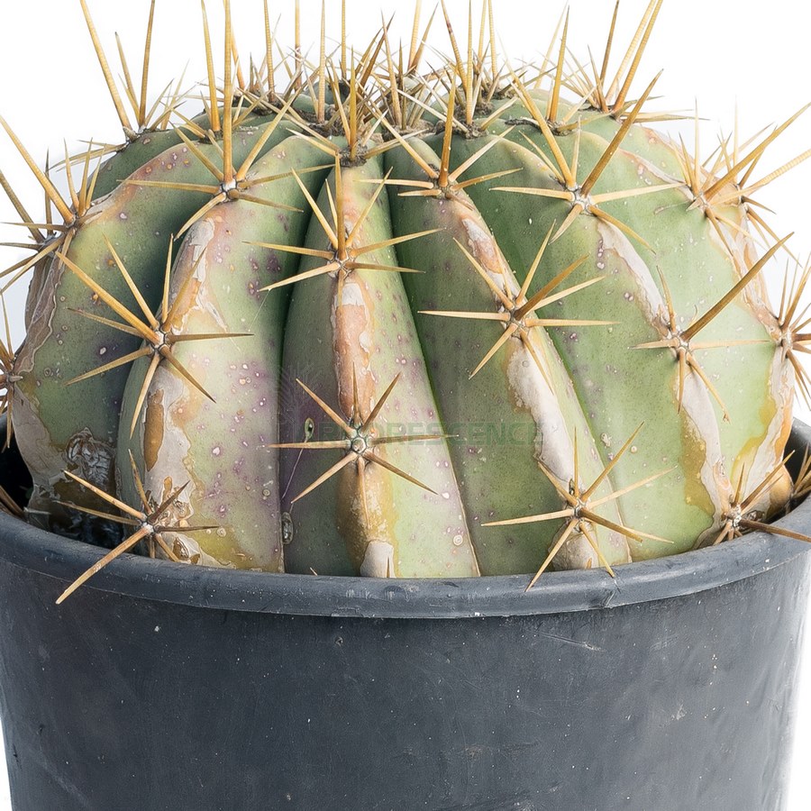 ferocactus-alamosanus