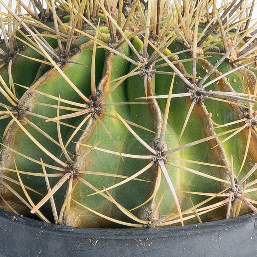 ferocactus-gates-ii