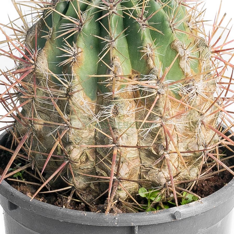 ferocactus-stainesii