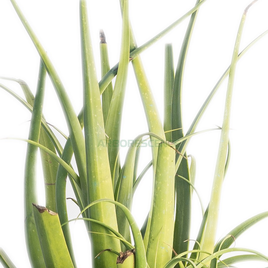 agave-bracteosa