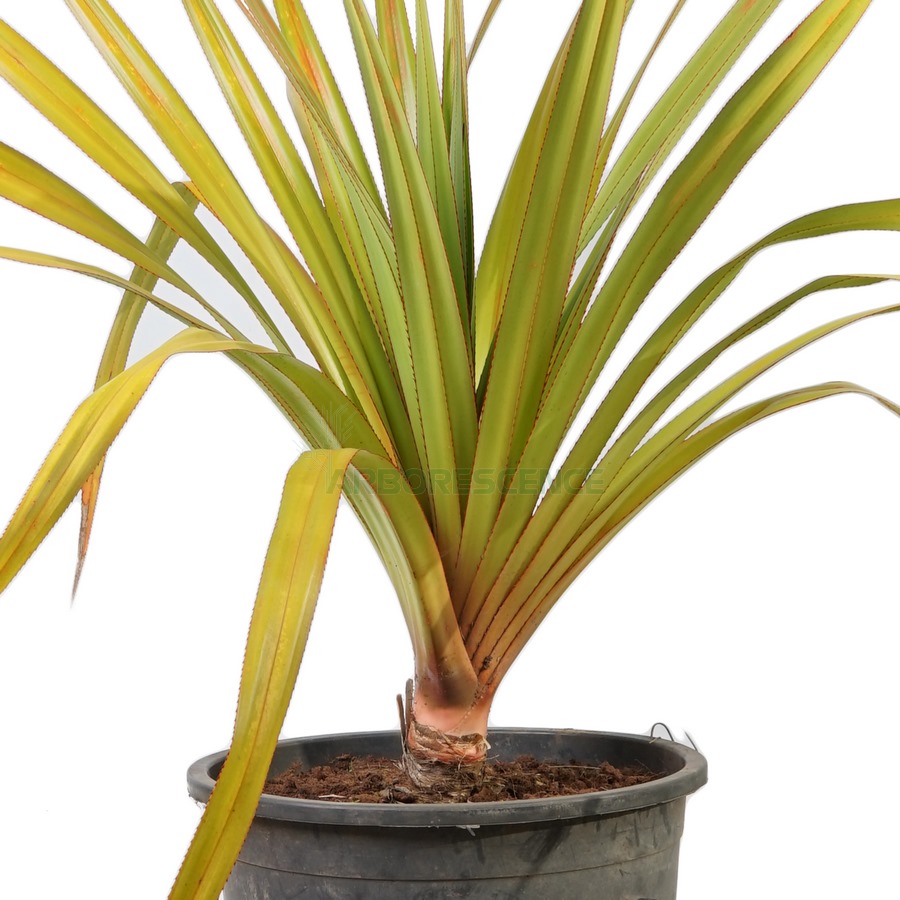 pandanus-veitchii-simple