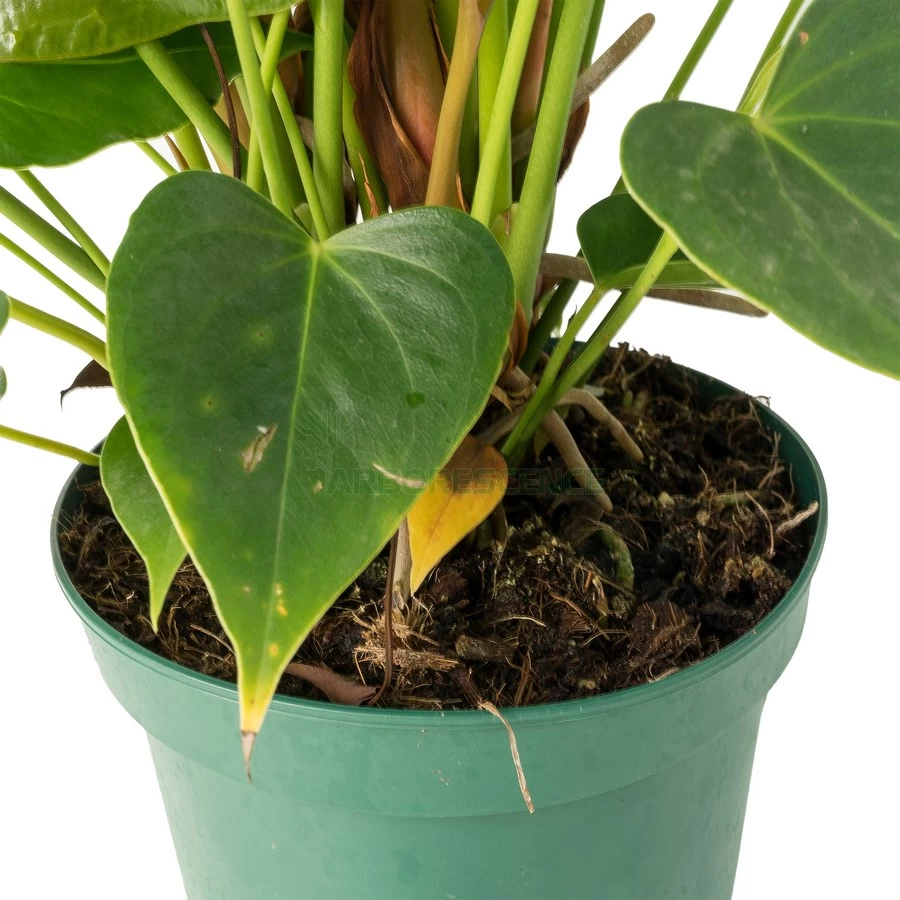 anthurium-andr-amis-xl